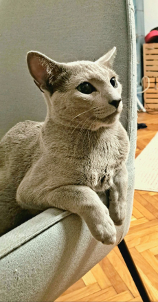 Zu verkaufen: Zuchtkater Russisch Blau amerikanisch