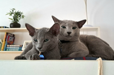 Zu verkaufen: Zuchtkater Russisch Blau amerikanisch