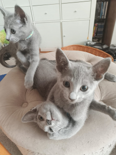 Russisch Blau Kitten rassenrein zu verkaufen