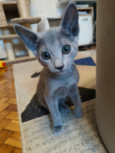 Russisch Blau Kitten rassenrein zu verkaufen