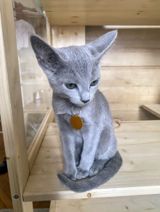 Russisch Blau Kitten rassenrein zu verkaufen