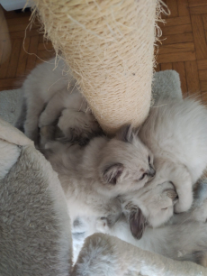 ✨ Wunderschöne reinrassige Heilige Birma Kitten ✨