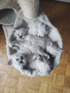 ✨ Wunderschöne reinrassige Heilige Birma Kitten ✨