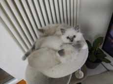 ✨ Wunderschöne reinrassige Heilige Birma Kitten ✨