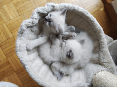 ✨ Wunderschöne reinrassige Heilige Birma Kitten ✨