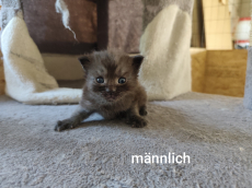Main Coon Mix Kitten, halblanghaar