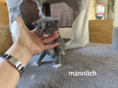 Main Coon Mix Kitten, halblanghaar