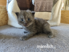 Main Coon Mix Kitten, halblanghaar