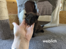 Main Coon Mix Kitten, halblanghaar