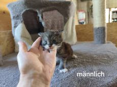 Main Coon Mix Kitten, halblanghaar