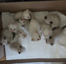 Ragdoll Kitten zu verkaufen