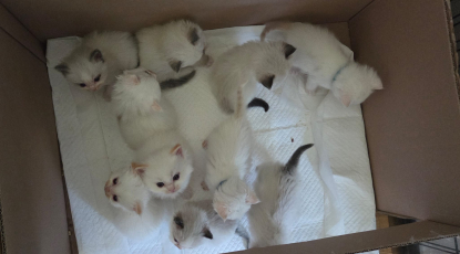 Ragdoll Kitten zu verkaufen