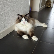Ragdoll Kitten zu verkaufen