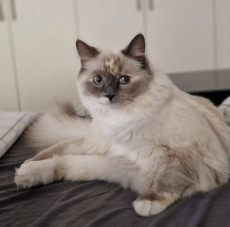 Ragdoll Kitten zu verkaufen