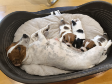 Wunderschöne reinrassige Jack Russel Welpen 
