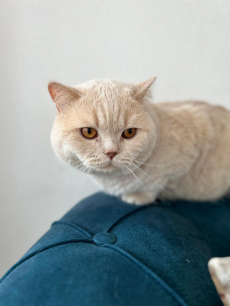 DECKKATER Britisch Kurzhaar in der Farbe Creme (seltene Farbe)