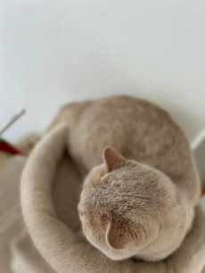 DECKKATER Britisch Kurzhaar in der Farbe Creme (seltene Farbe)