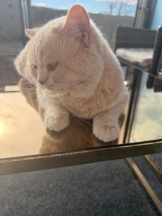 DECKKATER Britisch Kurzhaar in der Farbe Creme (seltene Farbe)