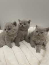 Britisch shorthair / Reinrassige Bkh