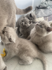 Britisch shorthair / Reinrassige Bkh