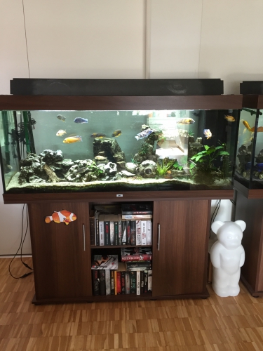 JUWEL Aquarium Rio 400