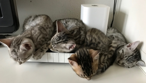 4 Bengalkitten weiblich, rosetted tabby