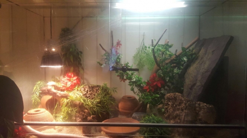 Kornnattern + Terrarium mit Innen einrichtung 