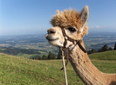 Alpaka, Lama und Esel Trekking auf dem Solothurner Jura