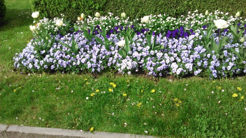  Suchen Sie einen  Hauswart,Gartenunterhalt und Reinigungshilfe T