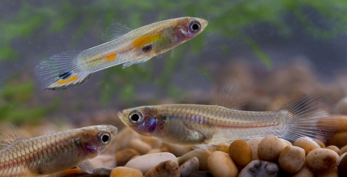 Guppy und platy aus hobby zucht 