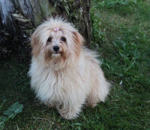 Suche Au Pair für Hundezucht von Bichons im Waadtland