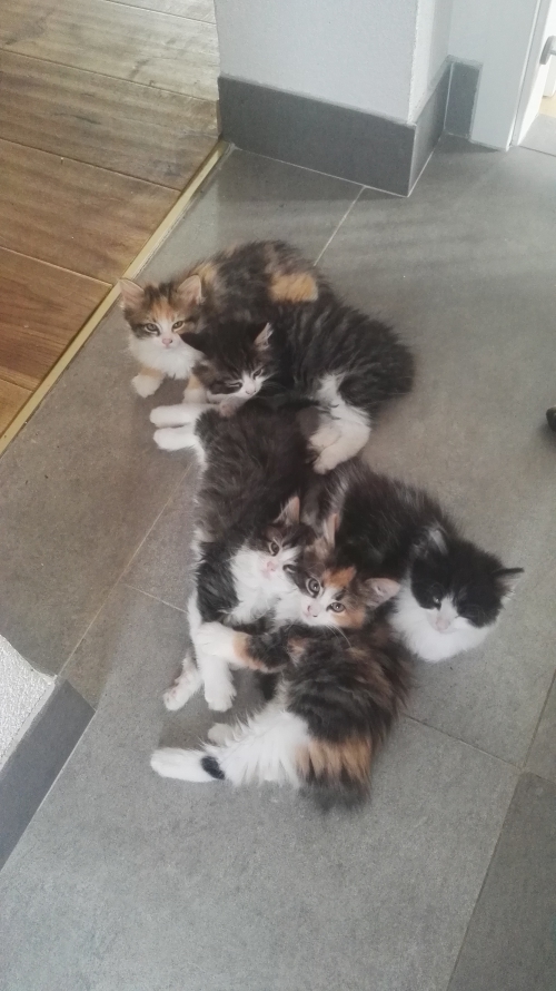 4 süsse Maine Coon Mix suchen Lebensplatz