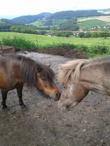 Pony-Morgen/Nachmittag ab 3 Jahren