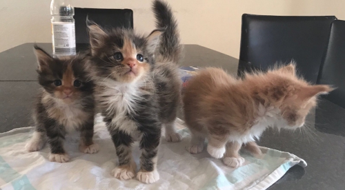 Maine Coon Baby's mit Stammbaum