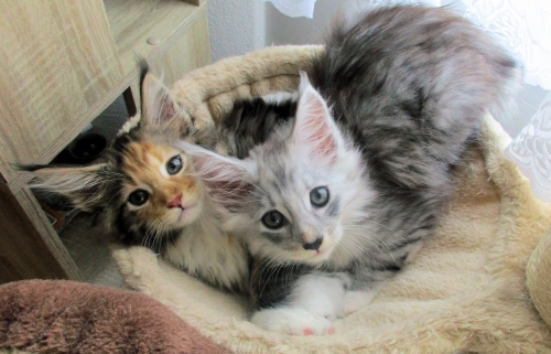 2 Wunderschöne Maine Coon Kitten :) :)