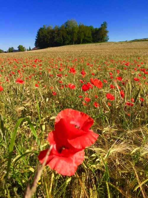 Kartenlegen, Hellsehen, Wahrsagen