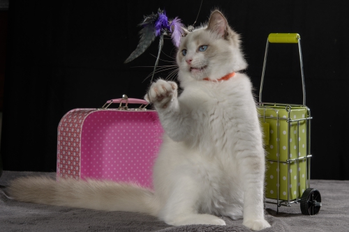 Laviniadolls Ragdoll-Kitten mit FFH-Stammbaum zu verkaufen