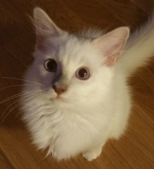 Ragdoll Kitten sucht neue zuhause