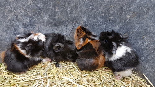 Junge schöne Meerschweinchen