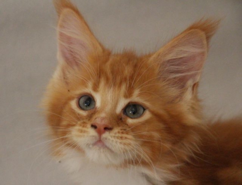 Maine Coon Katerchen mit Stammbaum