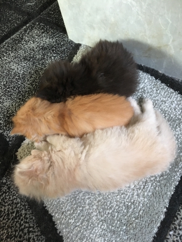 Perser Kitten mit Näschen