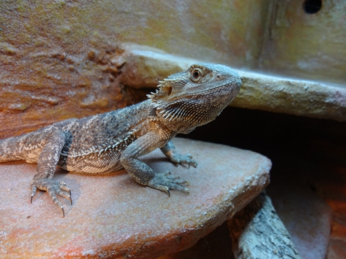 zwei Bartagame suchen ein neues zuhause