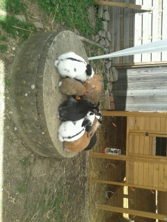 7 Angora-Kaninchen + 3 Franz. Widder (div. Farben) inkl. Zubehör