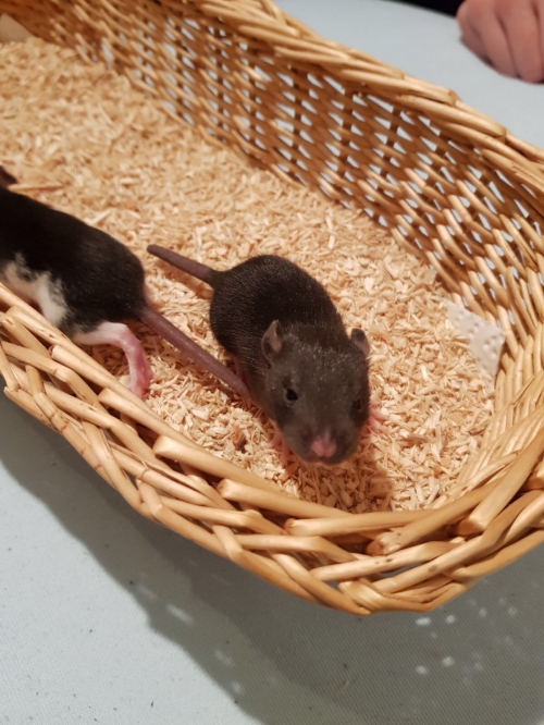 Süsse Babyratten