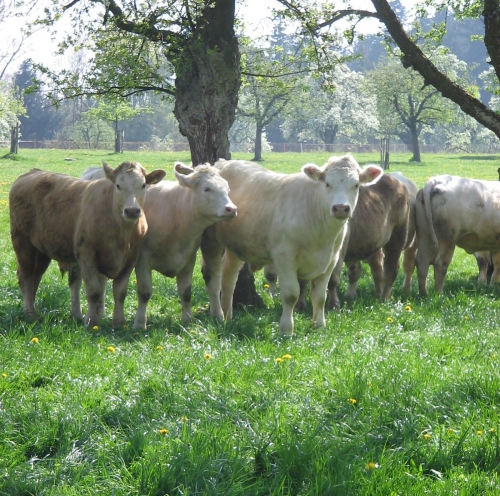 Rindfleisch Charolais Swiss Prim Beef aus Mutterkuhhaltung