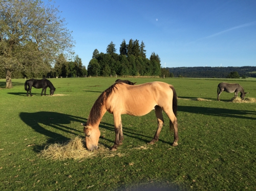 Ferien mit dem Pferd (oder Hund) im Jura, traumhaftes Reitgebiet