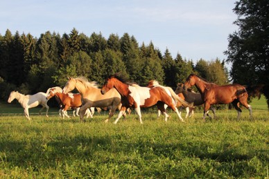 Reiten auf dem Elfenhof