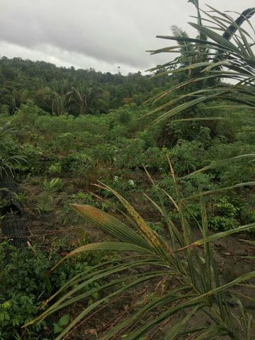 Brasilien schönes 20 HA Tiefpreis-Grundstück Manaus AM