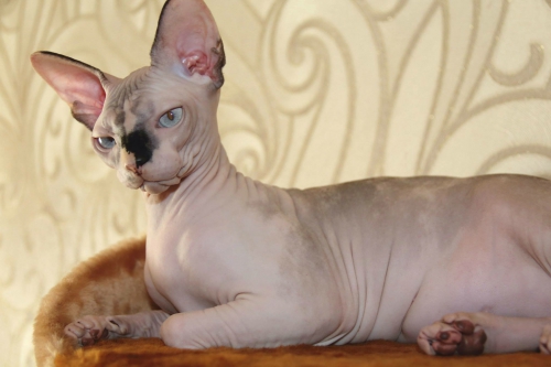 Canadien Sphynx Kater und Katze mit blaue Augen 