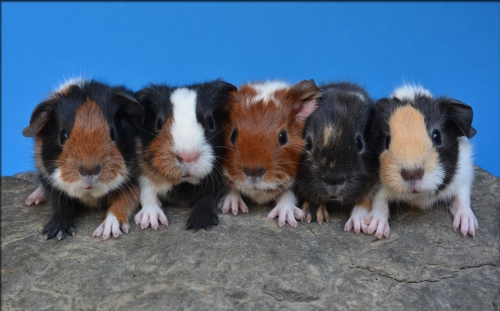 Junge Meerschweinchen suchen ein zu Hause